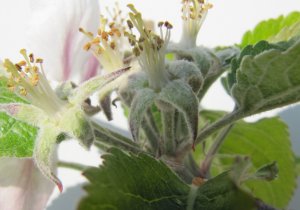 A flower truss already at petal fall with early signs of fruit set.